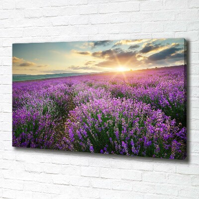 Canvas foto Lavendelveld