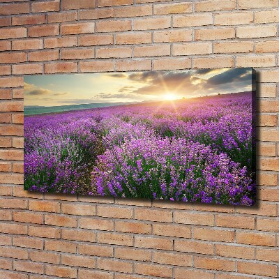 Canvas foto Lavendelveld
