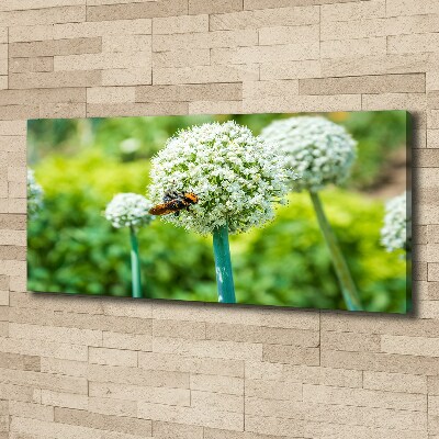 Canvas foto Bloeiende knoflook
