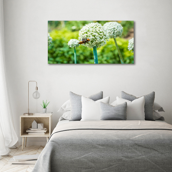 Canvas foto Bloeiende knoflook