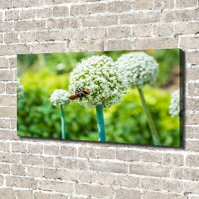 Canvas foto Bloeiende knoflook