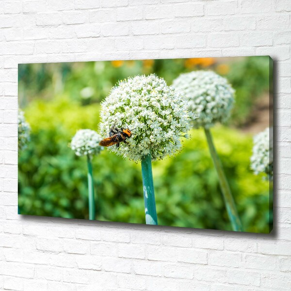 Canvas foto Bloeiende knoflook