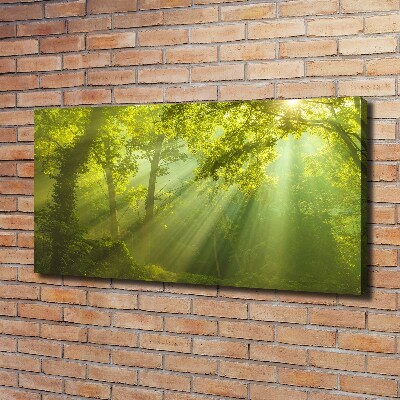 Canvas foto Bos in de zon