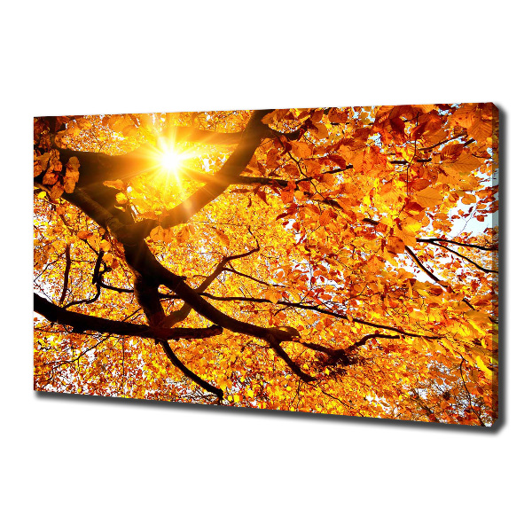 Foto op canvas Herfstboomkroon