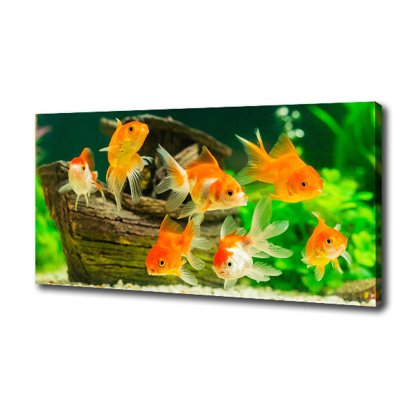 Foto canvas Goudvis