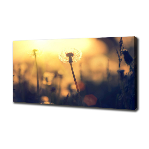 Schilderij op canvas Paardebloem