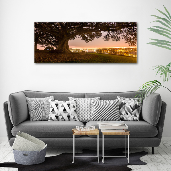 Foto op canvas Oude boom