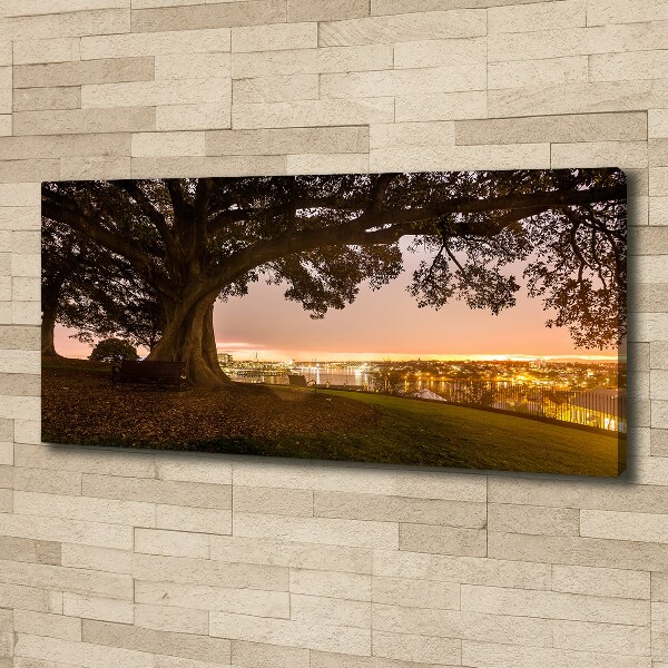 Foto op canvas Oude boom