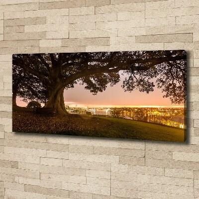 Foto op canvas Oude boom
