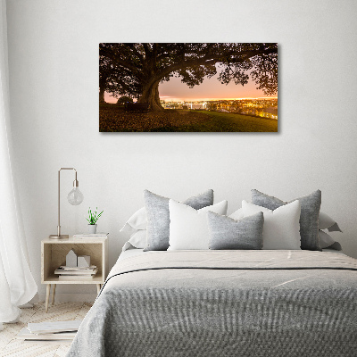 Foto op canvas Oude boom