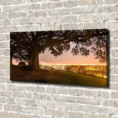 Foto op canvas Oude boom