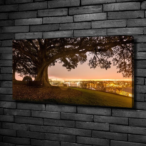 Foto op canvas Oude boom