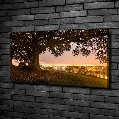 Foto op canvas Oude boom