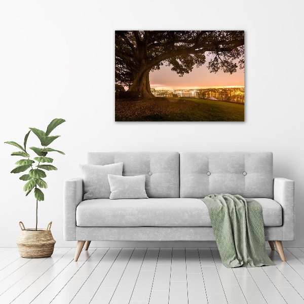 Foto op canvas Oude boom