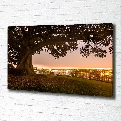 Foto op canvas Oude boom