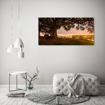 Foto op canvas Oude boom