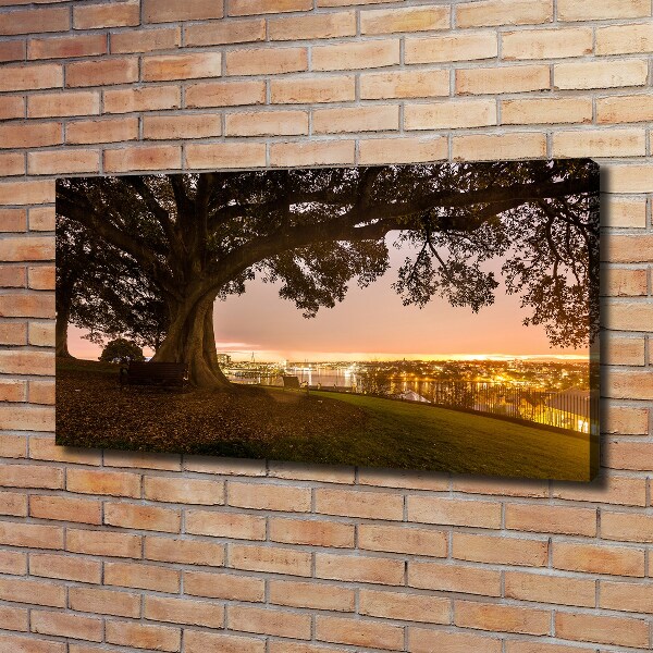 Foto op canvas Oude boom