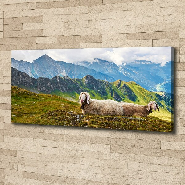 Foto canvas Schapen in de Alpen