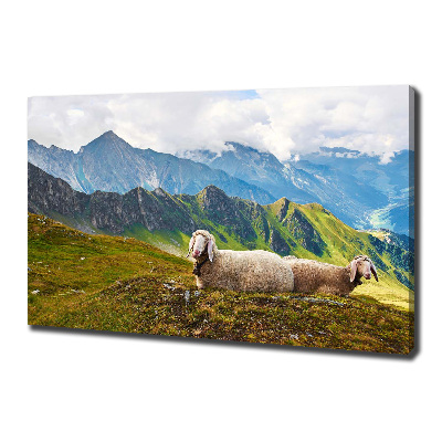 Foto canvas Schapen in de Alpen