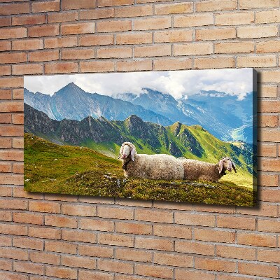 Foto canvas Schapen in de Alpen