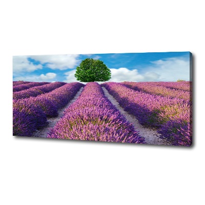 Foto canvas Lavendelveld
