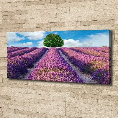 Foto canvas Lavendelveld