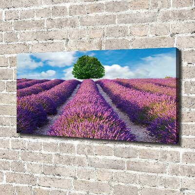 Foto canvas Lavendelveld