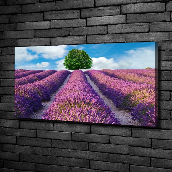 Foto canvas Lavendelveld