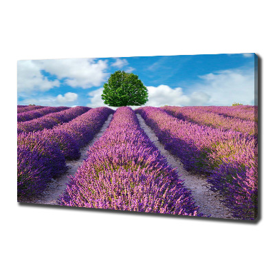 Foto canvas Lavendelveld