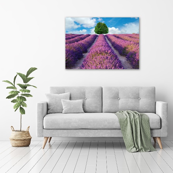 Foto canvas Lavendelveld