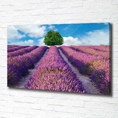 Foto canvas Lavendelveld