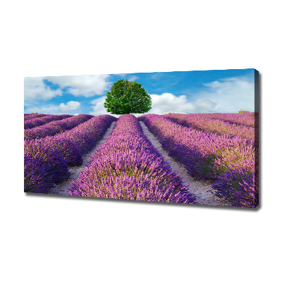 Foto canvas Lavendelveld