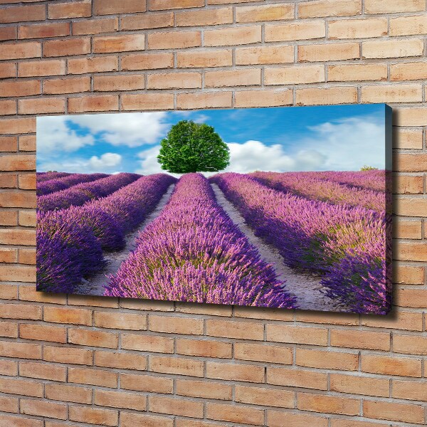 Foto canvas Lavendelveld