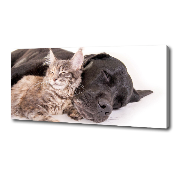 Foto op canvas Hond met kat