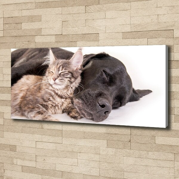 Foto op canvas Hond met kat