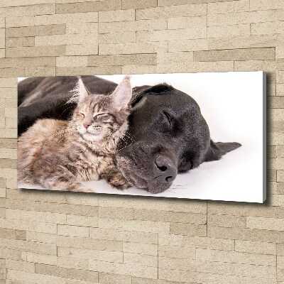 Foto op canvas Hond met kat