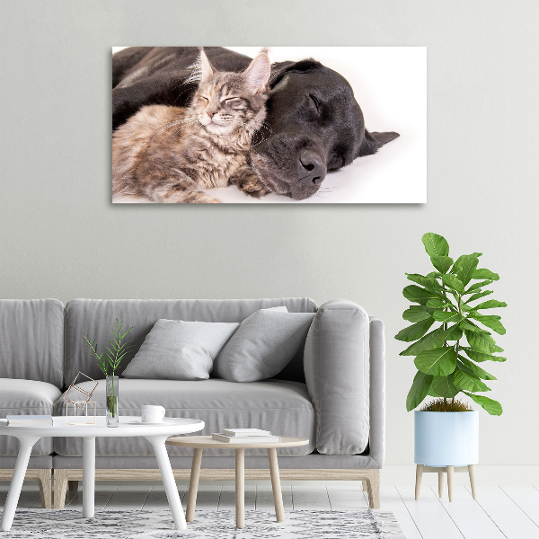 Foto op canvas Hond met kat