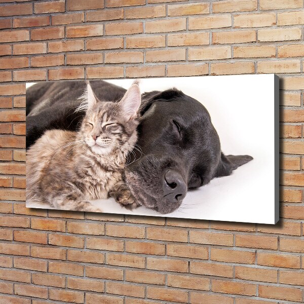 Foto op canvas Hond met kat