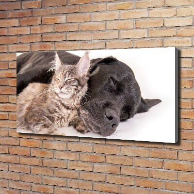 Foto op canvas Hond met kat
