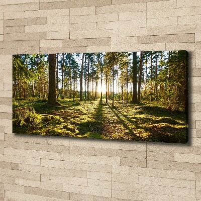 Foto canvas Dennenbos