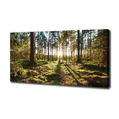 Foto canvas Dennenbos
