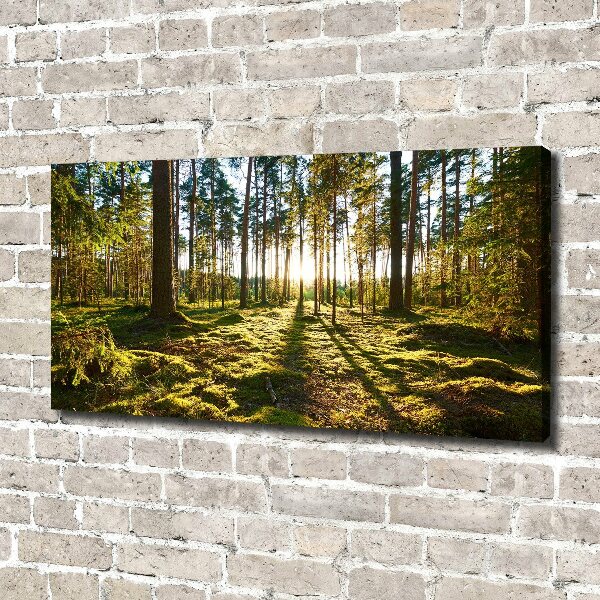 Foto canvas Dennenbos