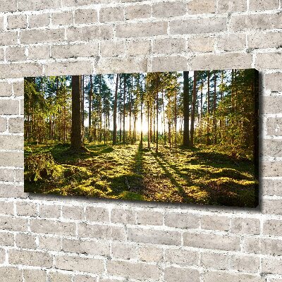 Foto canvas Dennenbos