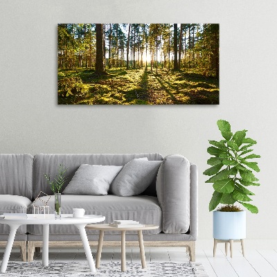 Foto canvas Dennenbos