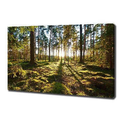 Foto canvas Dennenbos