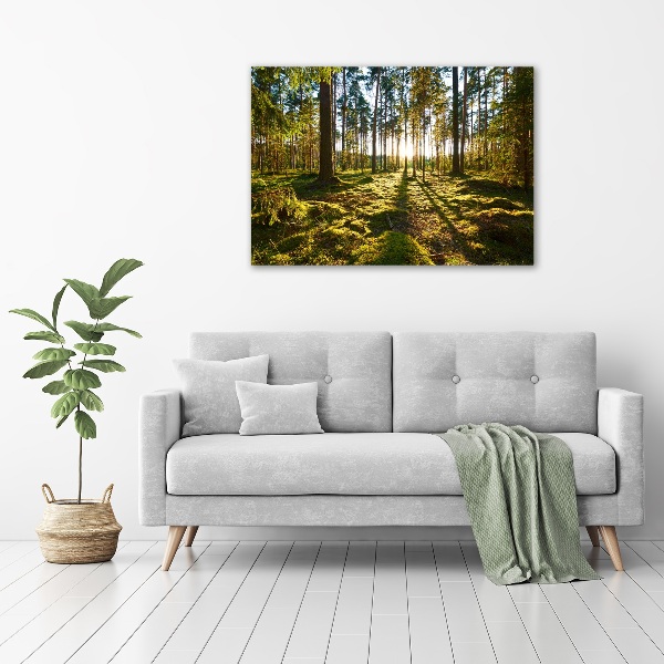 Foto canvas Dennenbos