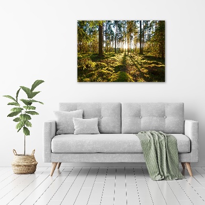 Foto canvas Dennenbos
