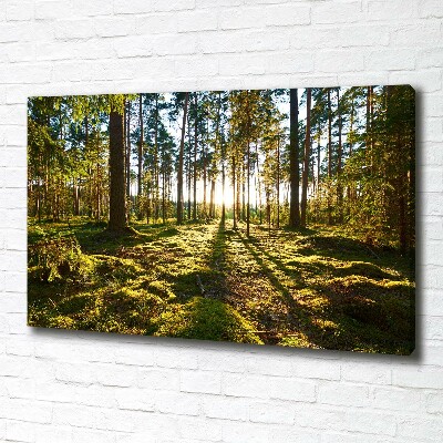 Foto canvas Dennenbos