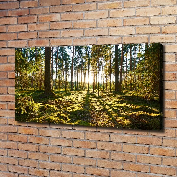 Foto canvas Dennenbos