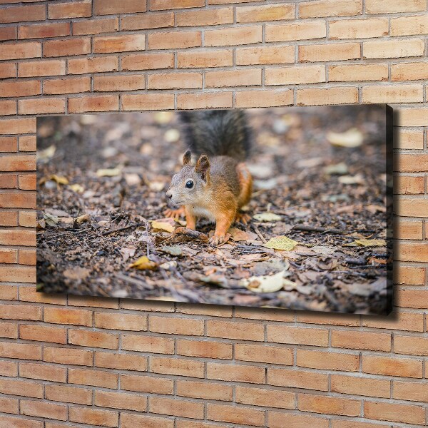 Canvas schilderij Eekhoorn
